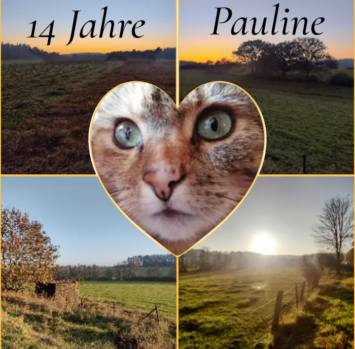 Condolence image of Corinna mit Emma, Vinni-Ved, Blacky, Jengi, Pummelchen und anderen Sternleine im Herzen