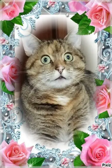 Condolence image of Tanja mit Timmy im Herzen 