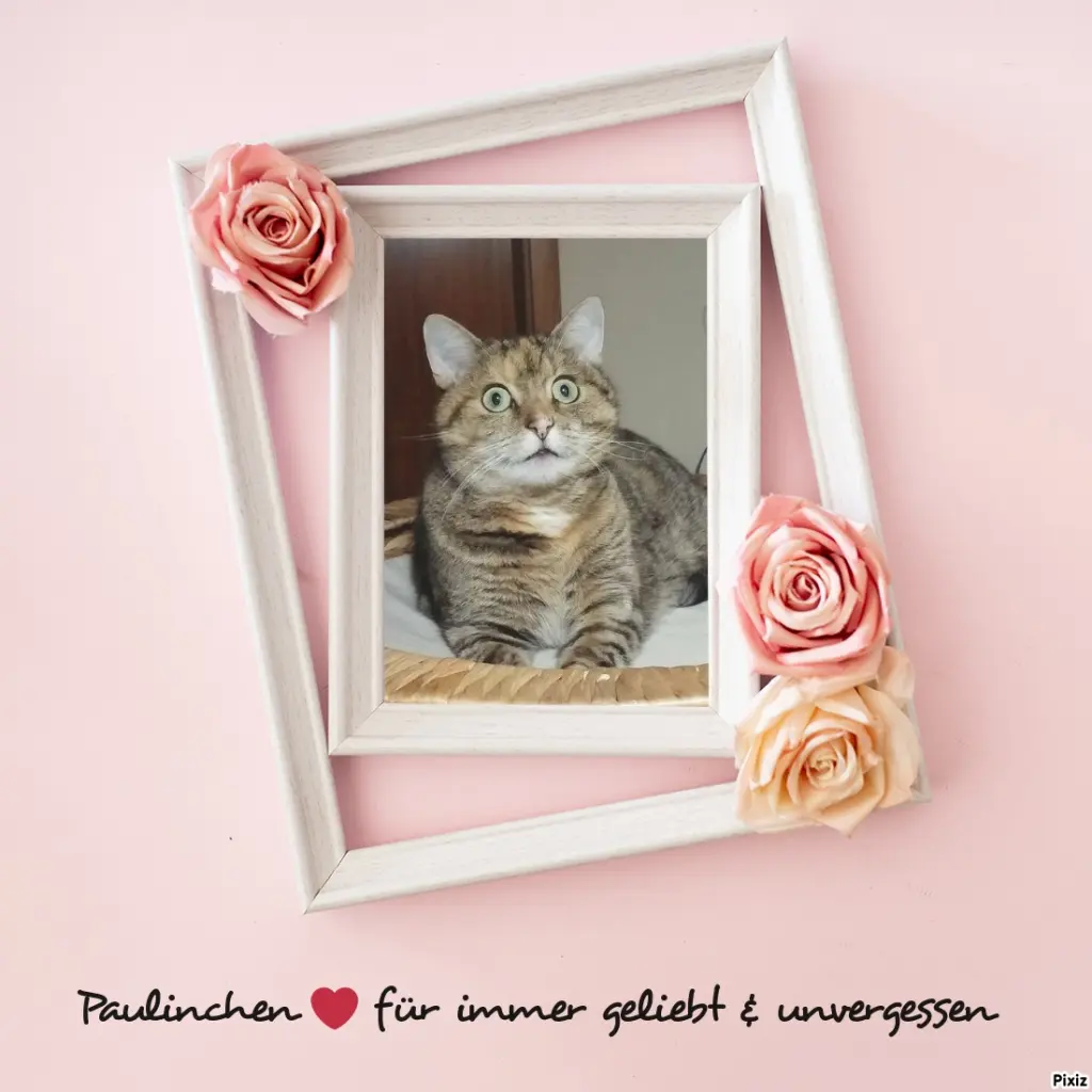 Condolence image of Tanja mit Timmy im Herzen 