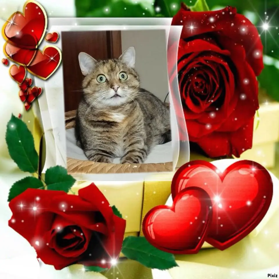 Condolence image of Tanja mit Timmy im Herzen 