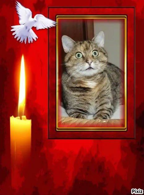 Condolence image of Tanja mit Timmy im Herzen 