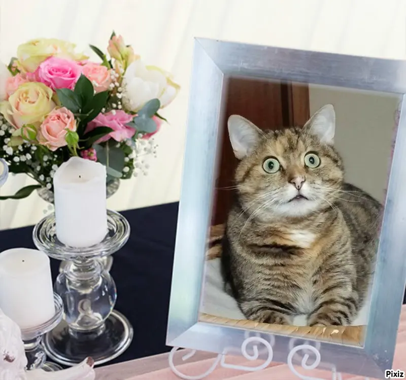 Condolence image of Tanja mit Timmy im Herzen