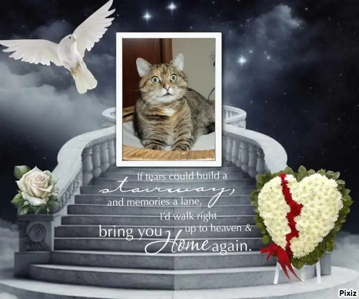 Condolence image of Tanja mit Timmy im Herzen 