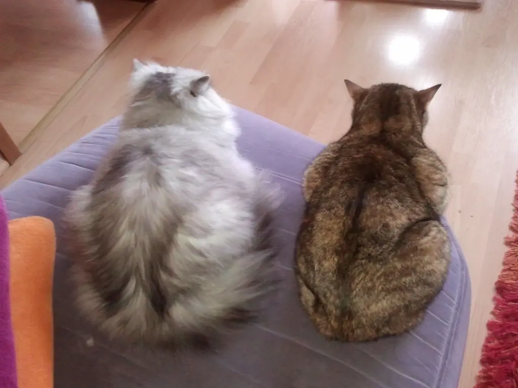 Condolence image of an mein Engelchen Pauline ❤️