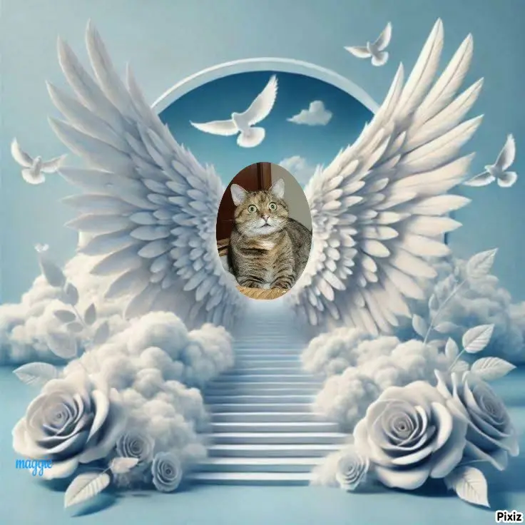 Condolence image of Tanja mit Timmy im Herzen 