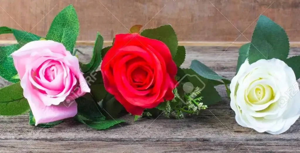 Condolence image of Sternenkind Pauline ♥♥♥