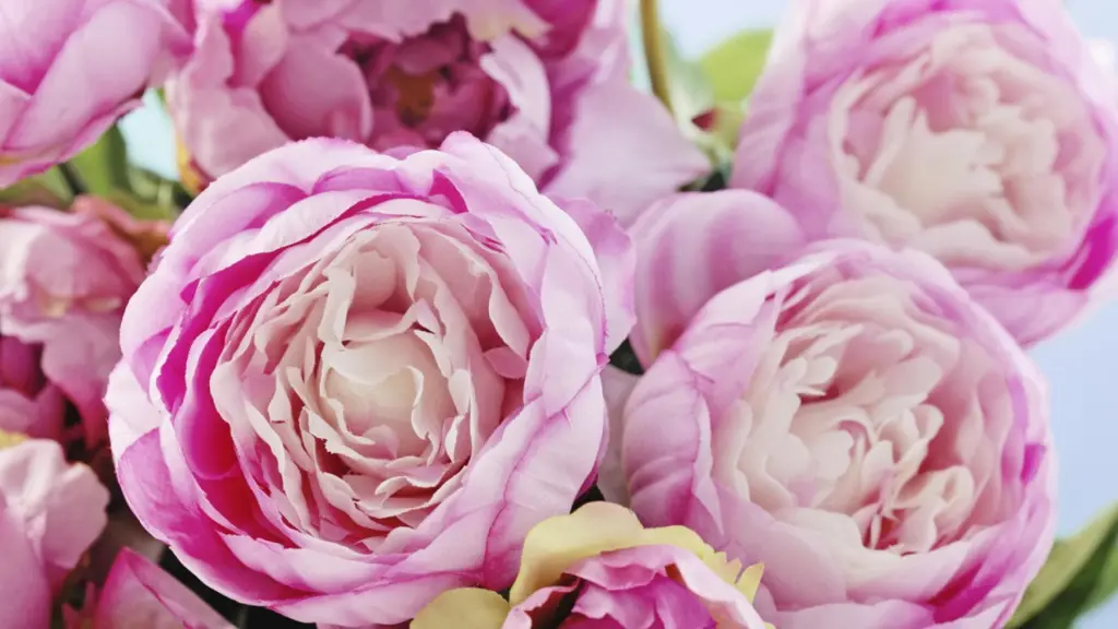 Condolence image of Für Paulinchen ❤️ von Dodo