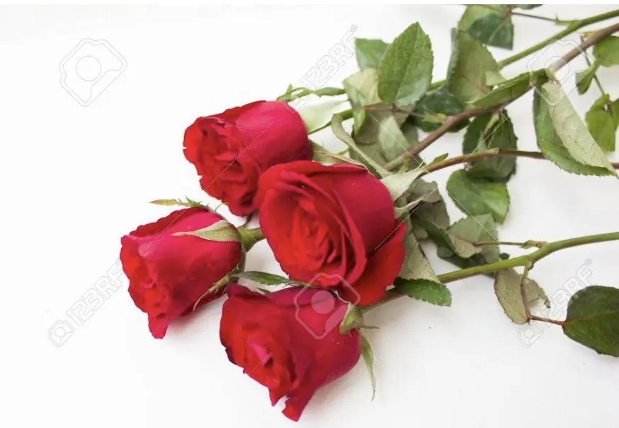 Condolence image of Für Paulinchen❤️