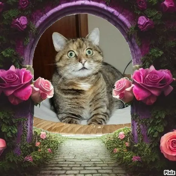 Condolence image of Tanja mit Timmy im Herzen