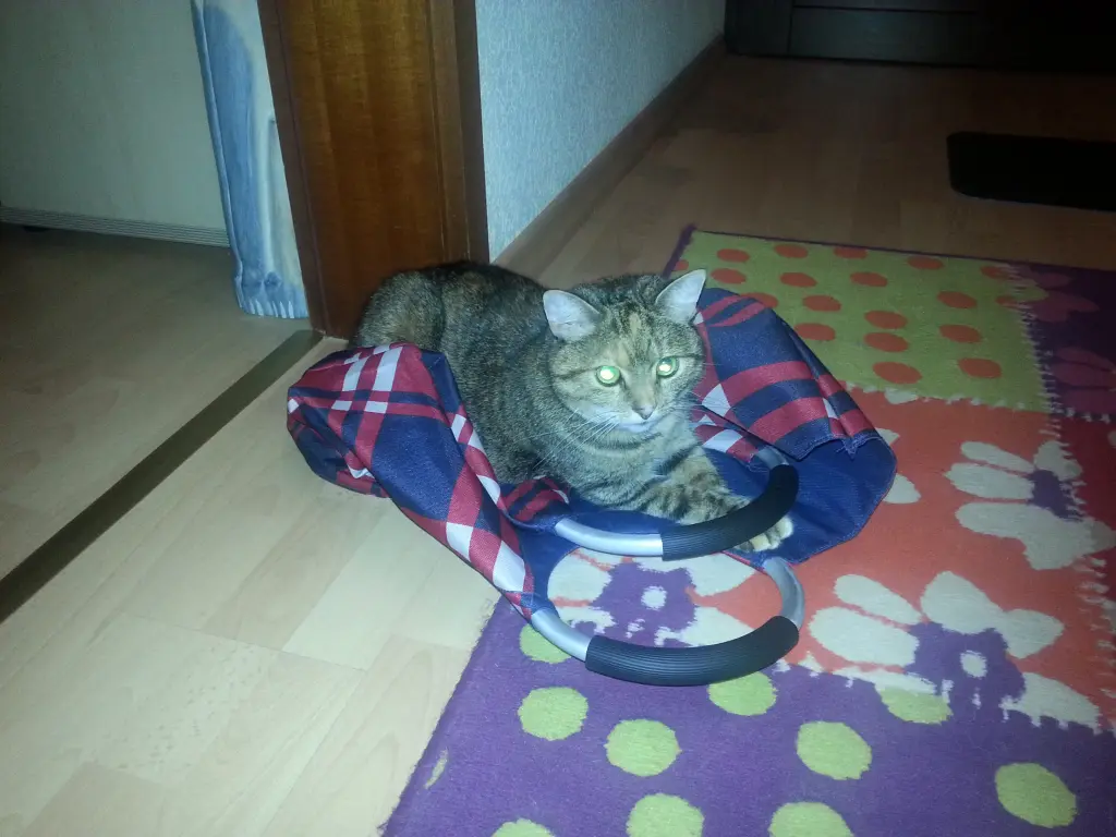 Condolence image of Für Pauline Sonnenschein ❤️❤️❤️