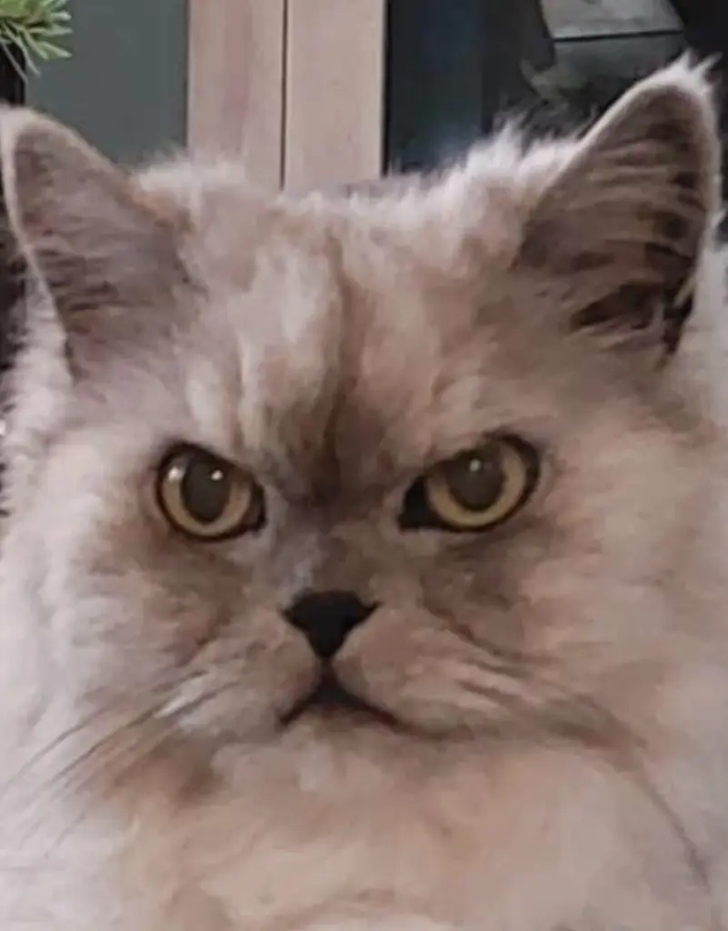 Condolence image of Elea, Samu, Zausel und Ravi auf Bitten von Leo Lausemaus für ihre Mama