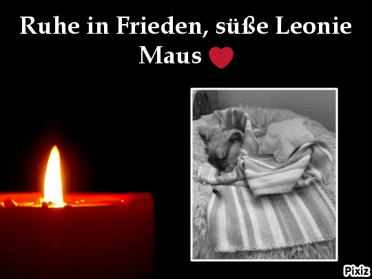 Condolence image of Tanja mit Timmy im Herzen