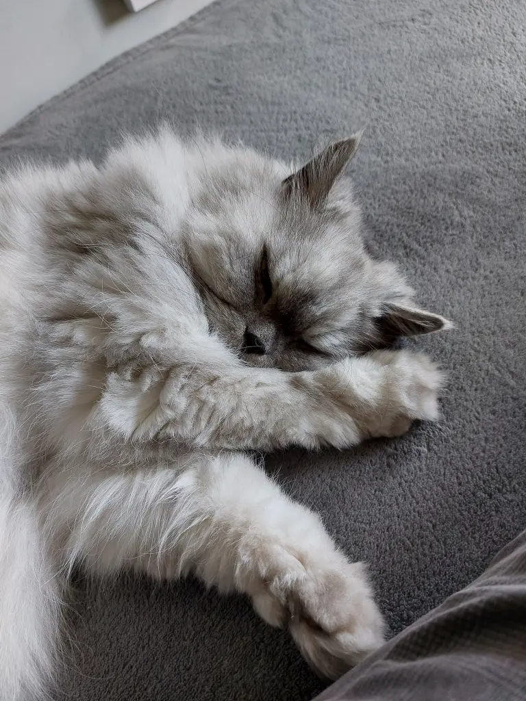 Condolence image of Für Leo Lausemaus ❤️ und Paulinchen ❤️