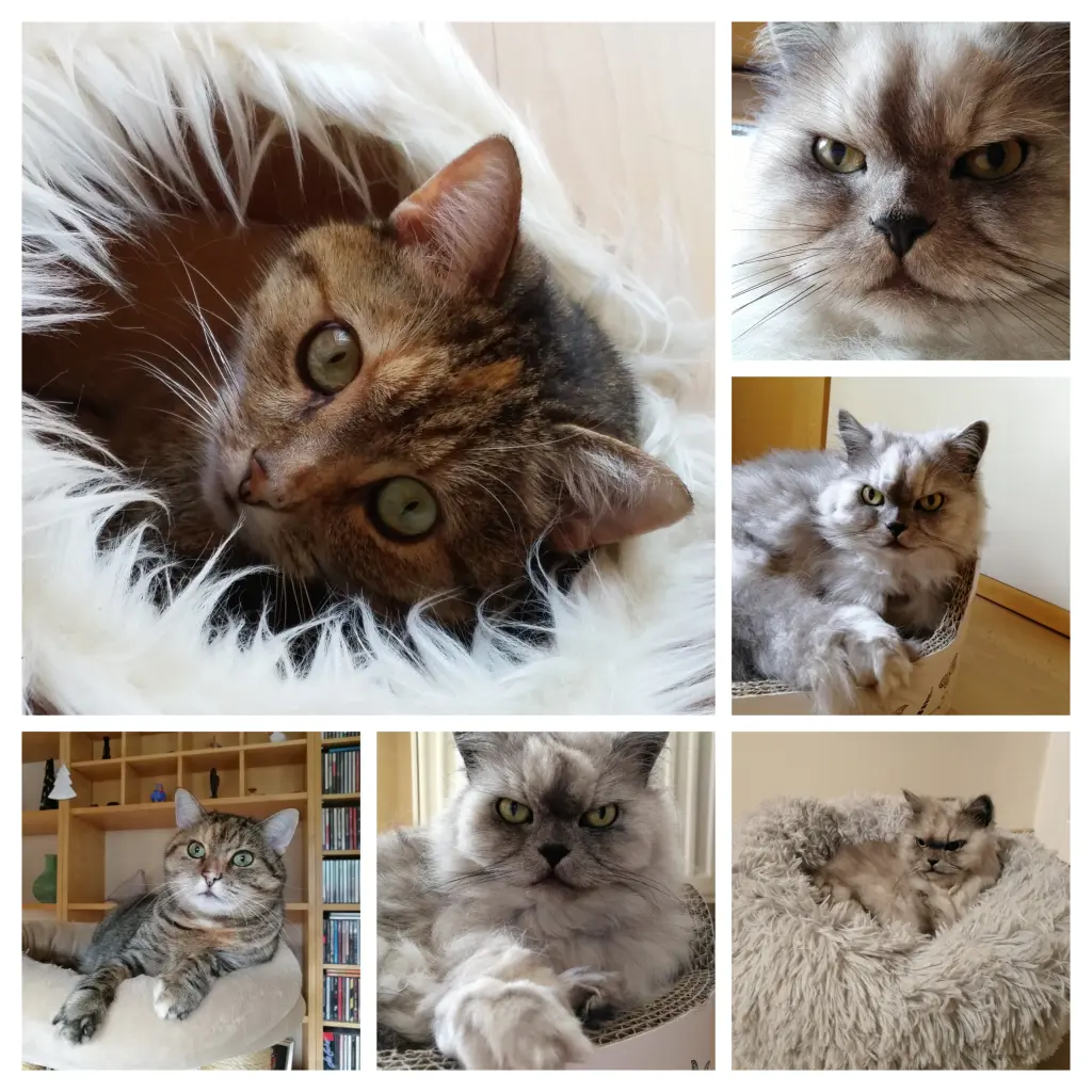 Condolence image of An Paulinchen ❤️ und Leonie ❤️