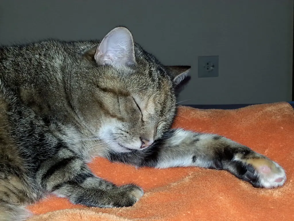 Condolence image of Für mein kleines Fellkind Pauline ❤️