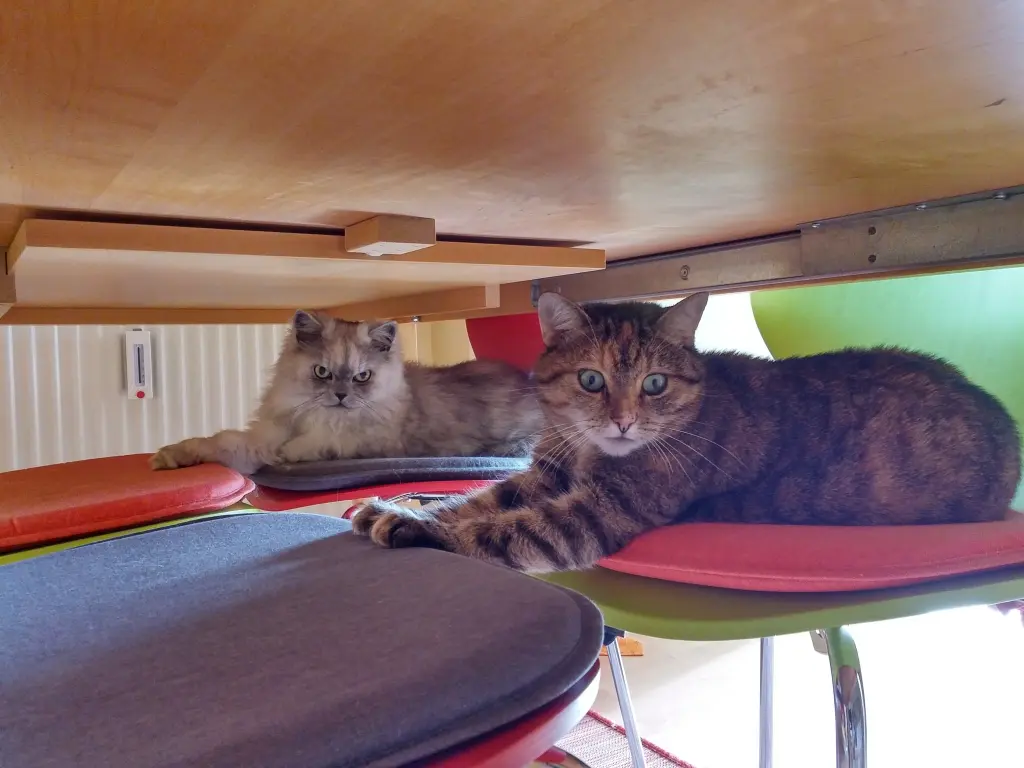 Condolence image of Für meine beiden Fellkinder ❤️