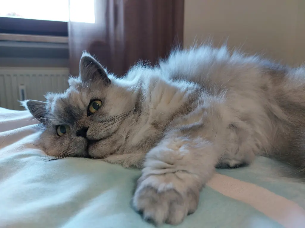 Condolence image of Für meine kleine Principessa ❤️