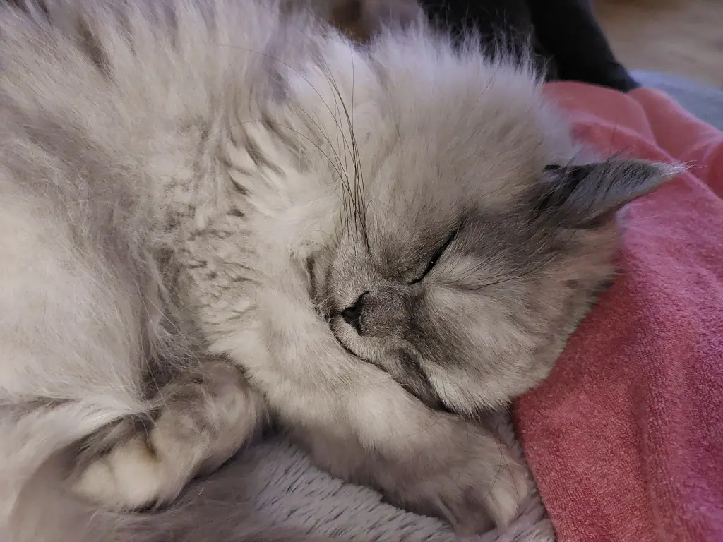 Condolence image of ....... schon 6 Wochen ohne dich 