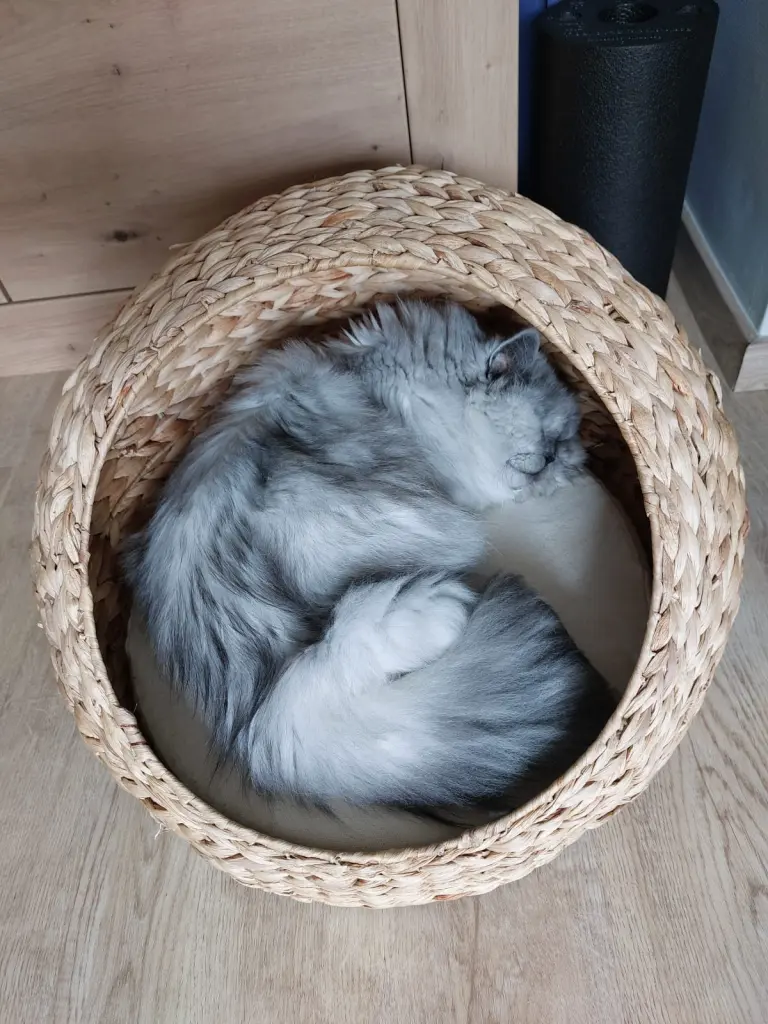 Condolence image of Leo-Lausemaus ❤️