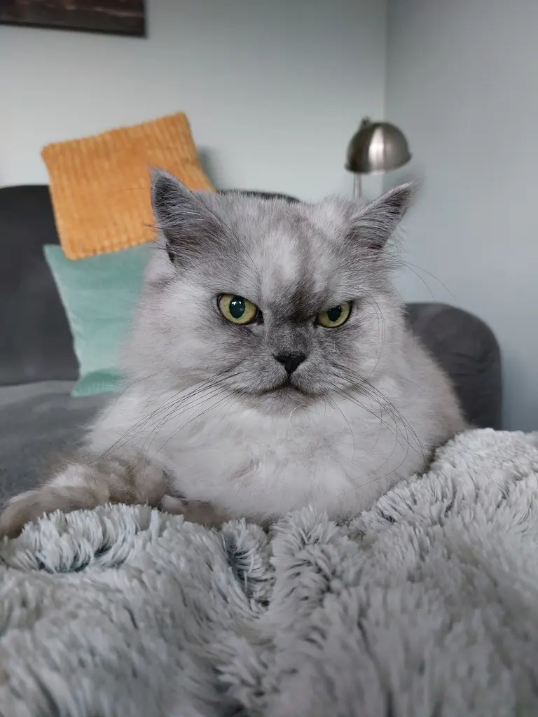 Condolence image of Schon zwei Monate ohne meine Principessa ❤️ Leo-Lausemaus