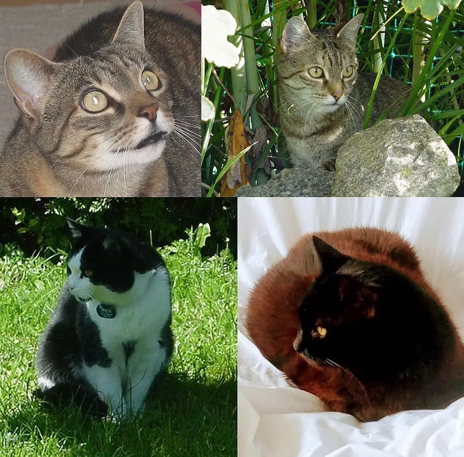 Condolence image of Arafat, Marple, Christie und Lisa ♥♥♥♥