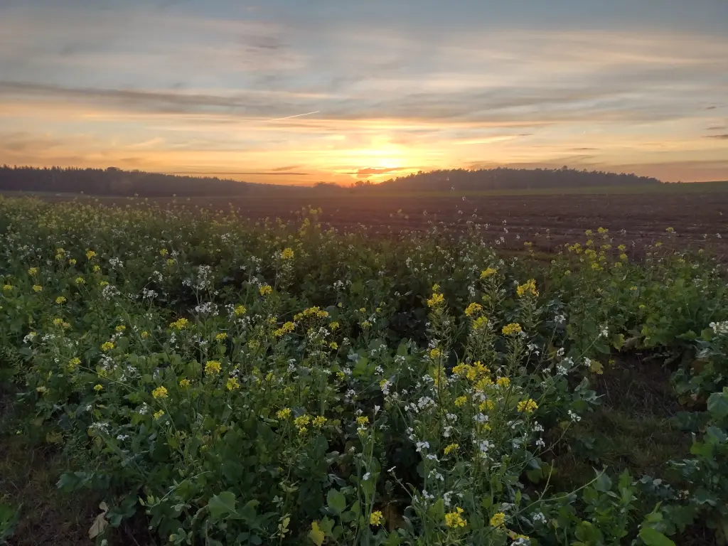 Condolence image of Corinna ❤️