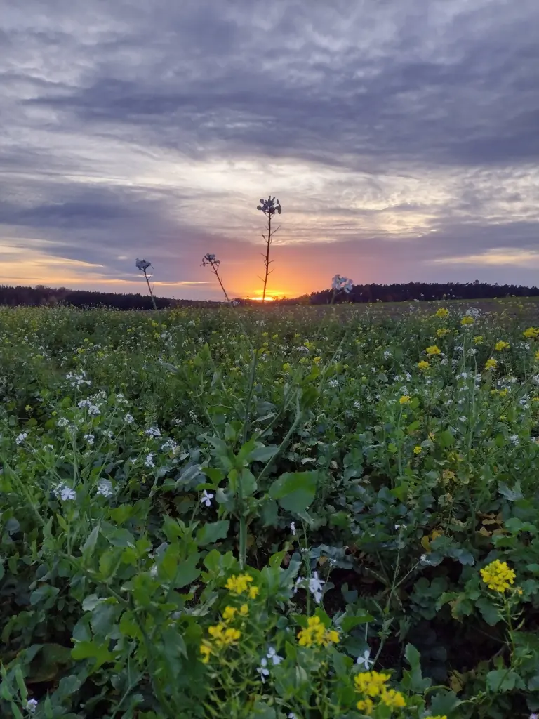 Condolence image of Corinna ❤️