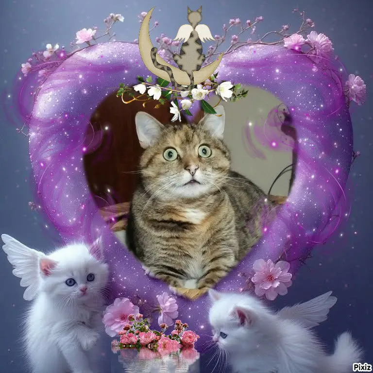 Condolence image of Tanja mit Timmy im 💘