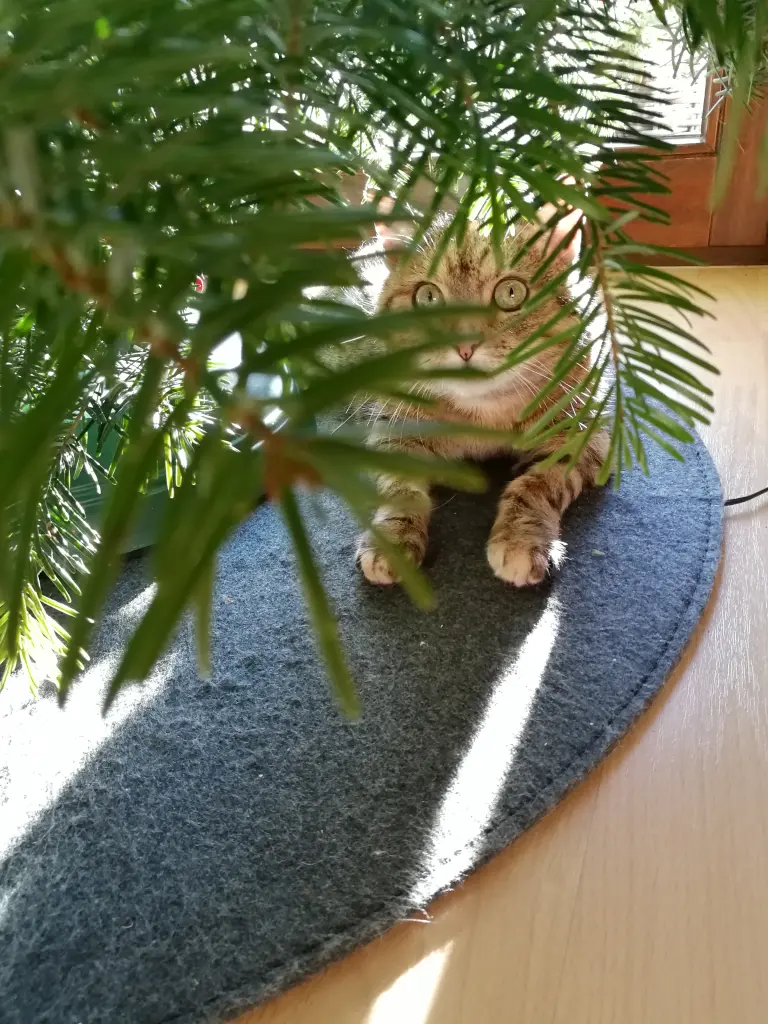 Condolence image of Für Paulinchen Sonnenschein ❤️ von deiner Mama 💖