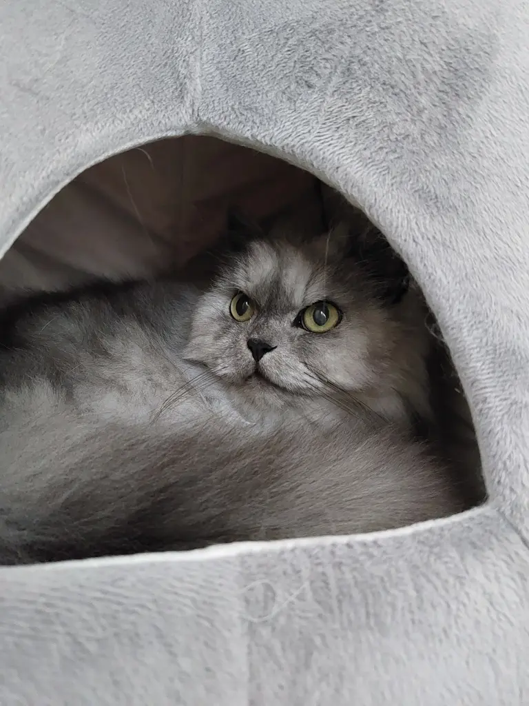 Condolence image of Vier Monate ohne dich geliebtes Leo Lausemäuschen ❤️