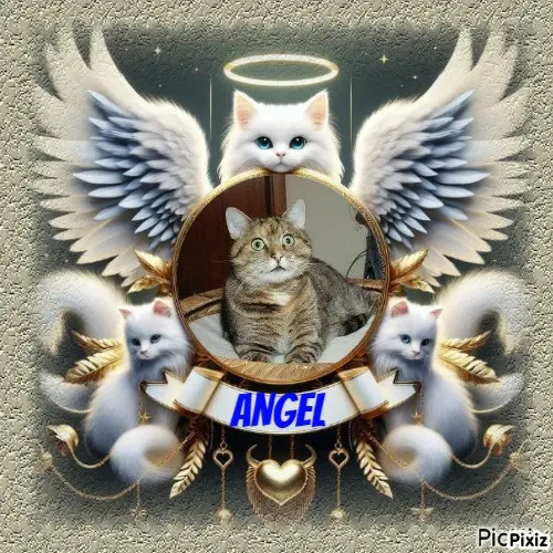 Condolence image of Tanja mit Timmy im 💘🐈🐾