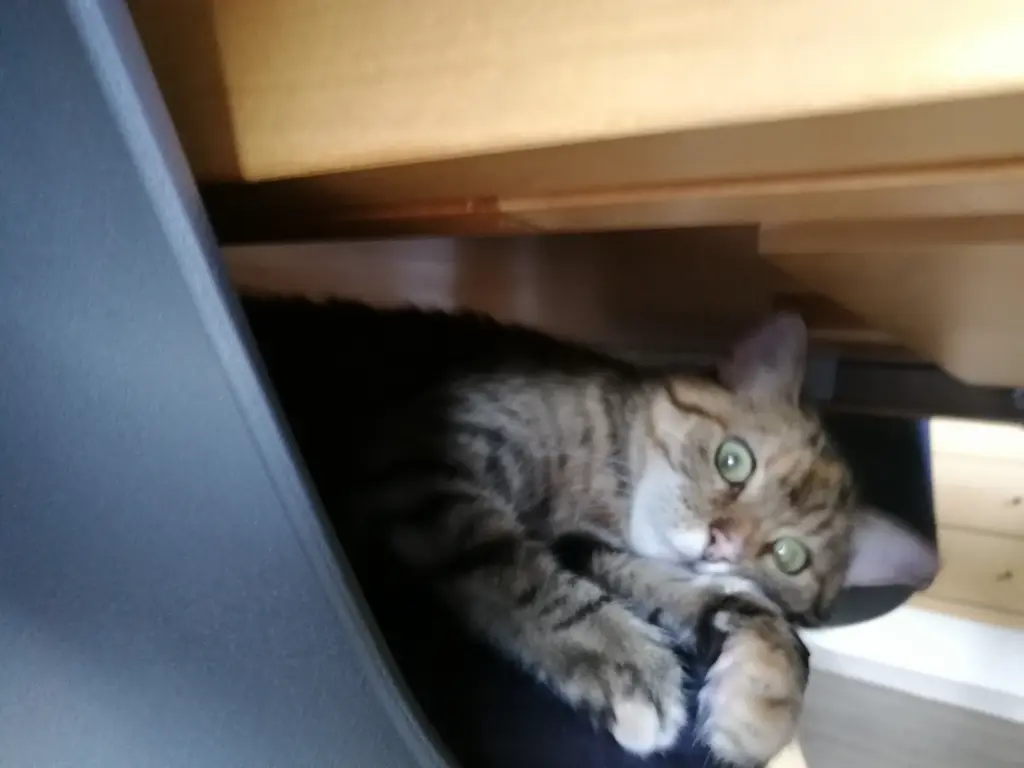 Condolence image of Für Paulinchen Sonnenschein ❤️