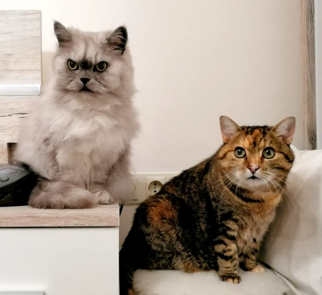 Condolence image of Meine geliebten Fellkindern 💞 ich hoffe, es geht euch gut 🙏🏼✨💫⭐🙏🏼