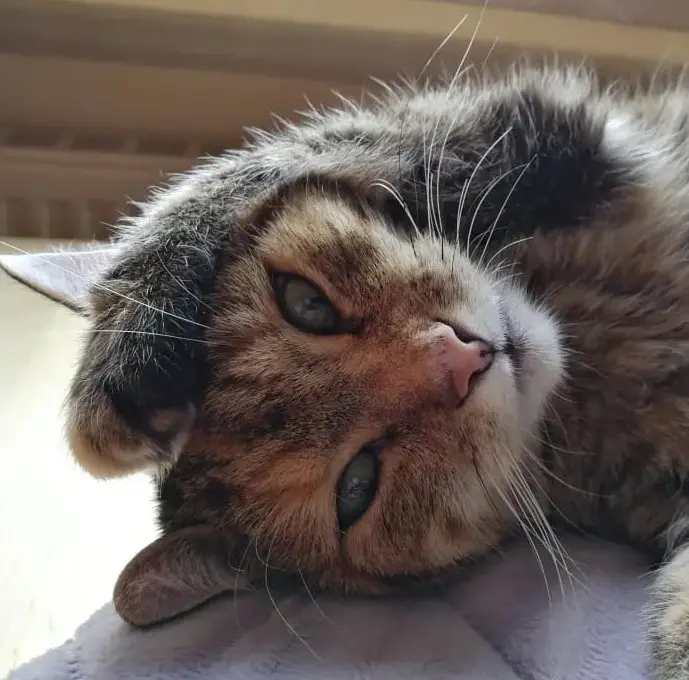 Condolence image of Geliebtes kleines Paulinchen ♥♥♥♥