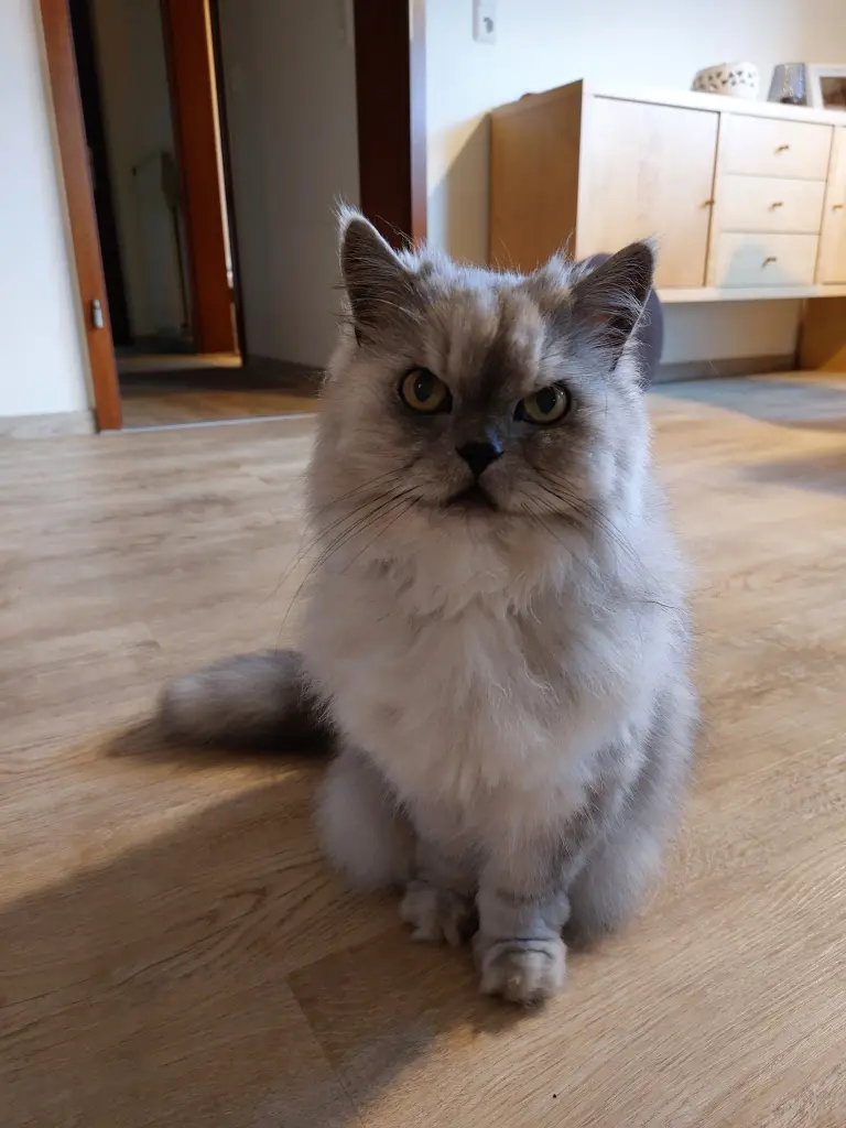 Condolence image of Für meine kleine Principessa 💕