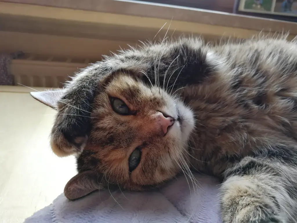 Condolence image of für Pauline 💕