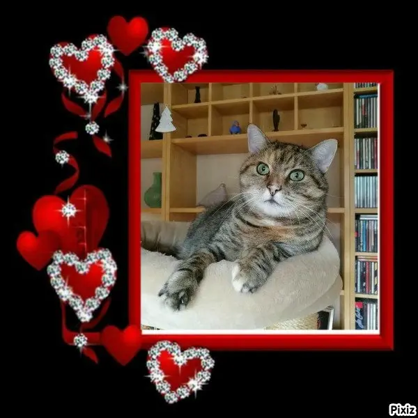 Condolence image of Tanja mit Timmy im 💘🐈🐾