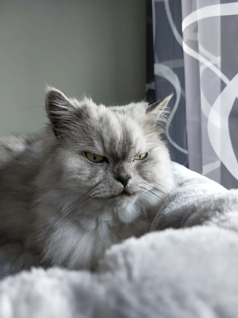 Condolence image of An mein Leonie Bärchen ❣️❤️❣️