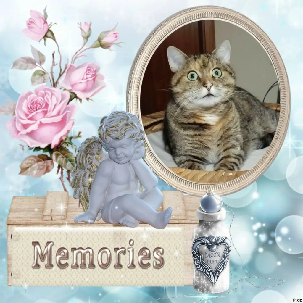 Condolence image of Tanja mit Timmy im 💖🐈🐾