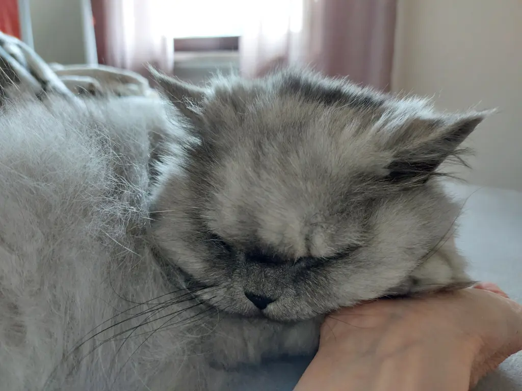 Condolence image of An meine kleine Principessa 💕