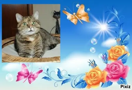 Condolence image of Tanja mit Timmy im 💖🐈🐾