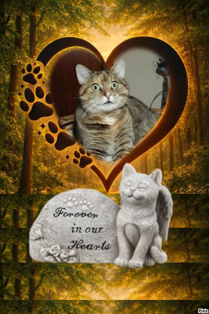 Condolence image of Tanja mit Timmy im 💖🐈🐾