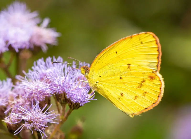 Condolence image of ☀️🦋 Für unseren kleinen Schmetterling 🦋☀️
