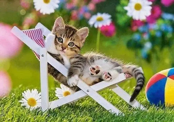 Condolence image of 🌸 Für Paulinchen in Liebe 🌸