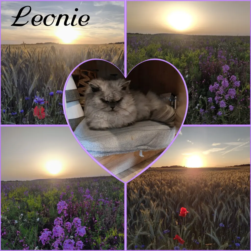 Condolence image of Corinna 💜 🦋 für Leo-Lausemaus💜