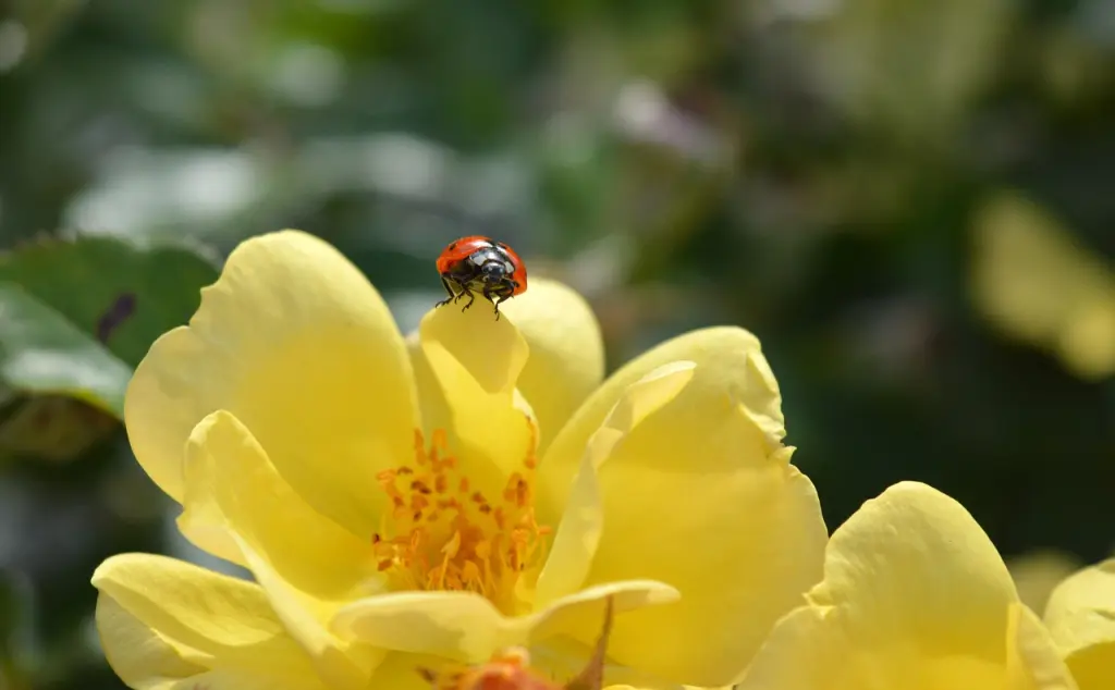 Condolence image of 🌺 Für Leonie-Maus 🌺