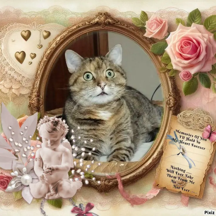 Condolence image of Tanja mit Timmy im 💖🐈🐾