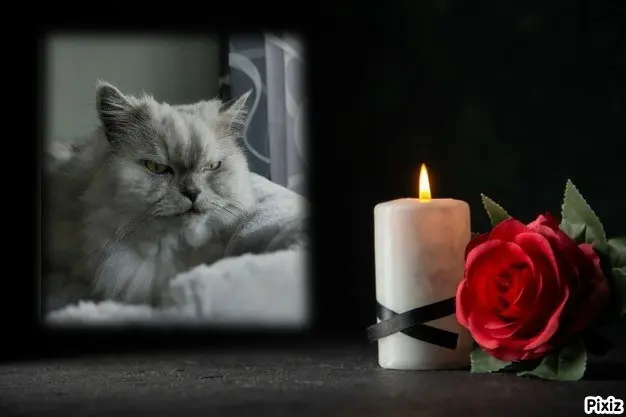Condolence image of Tanja mit Timmy im 💖🐈🐾