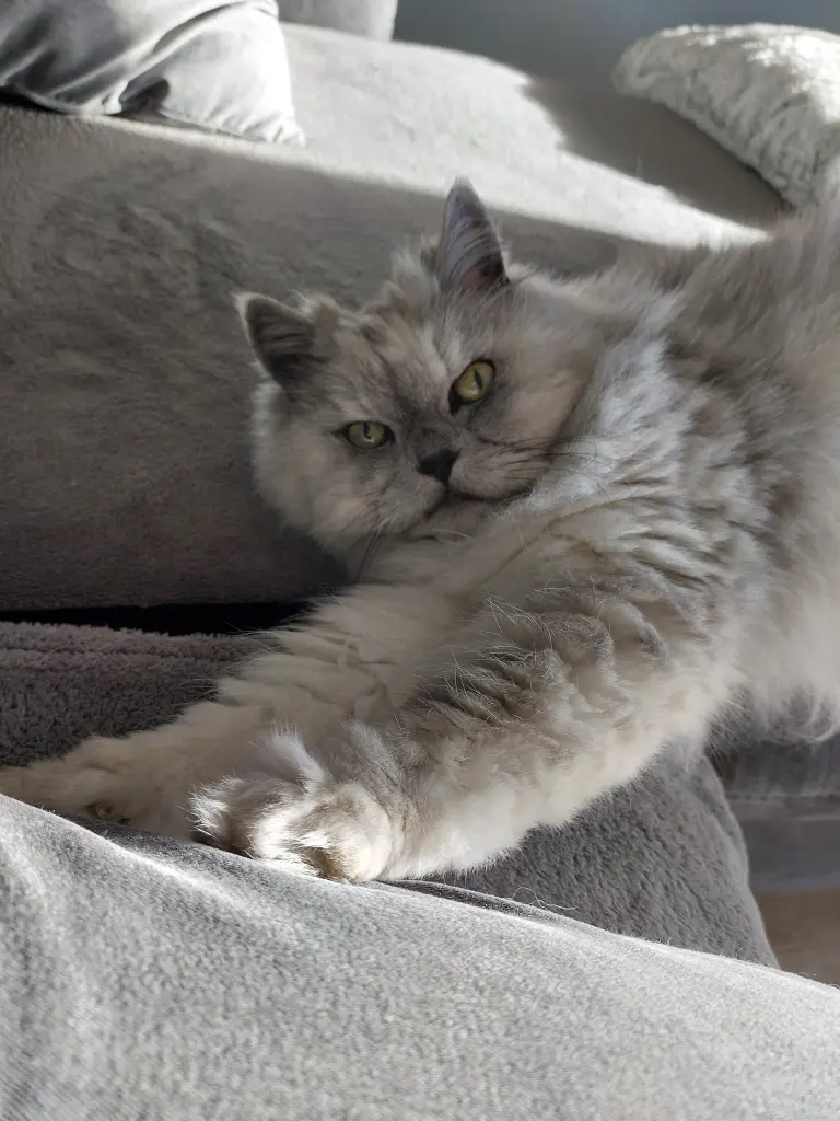 Condolence image of An meine geliebte Principessa 💕🐱💕