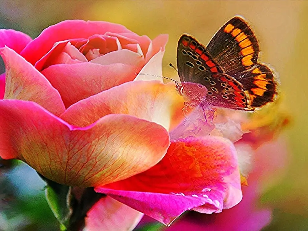 Condolence image of an die schöne Principessa Leonie 🌹🌹🌹🌹🌹🌹 🌹🌹🌹🌹🌹🌹 🌹